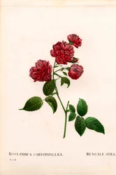 Carnation China rose, Rosa chinensis variety, The Bengal Carnation Carnation