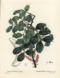 Carob Tree or Locust Bean, Ceratonia Siliqua