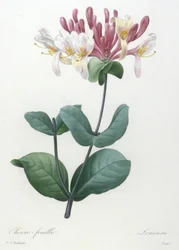Chevre-feuille, from Choix Des Plus Belle Fleurs et des Plus Beaux Fruits, 1827
