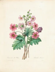 Chinese Primrose, Engraved by Bessin, from 