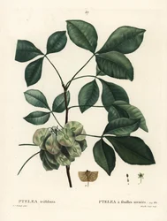 Common Hoptree, Stinking Ash or Wafer Ash, Ptelea Trifoliata