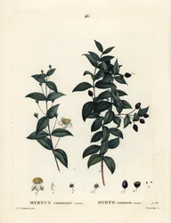 Common Myrtle, Myrtus Communis