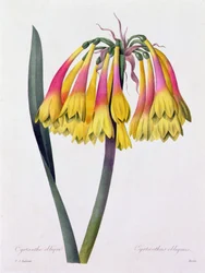 Cyrtanthus Obliquus