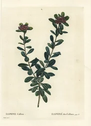 Daphne sericea (Daphne collina). Handcoloured stipple engraving after an illustration by Pierre-Joseph Redoute from Henri Louis Duhamel du Monceau