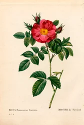 Duchess of Portland rose, Rosa portlandica