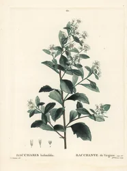 Eastern Baccharis, Groundsel Bush, Sea Myrtle or Saltbush, Baccharis Halimifolia. Handcoloured Stipple Engraving by Miss Brenet after an Illustration by Pierre-Joseph Redoute from Henri Louis Duhamel du Moncel