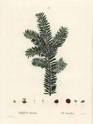 English Yew Tree or European Yew, Taxus Baccata. Handcoloured Stipple Engraving after an Illustration by Pierre-Joseph Redoute from Henri Louis Duhamel du Monceau