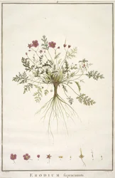Erodium supracanum, from Geraniologia, seu Erodii, Pelargonii, Monsoniae et Grieli historia iconibus illustrata, 1787-88