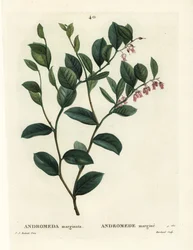 Fetterbush, Andromeda Marginata. Handcoloured Stipple Engraving by J. Marchand after Pierre-Joseph Redoute from Henri Louis Duhamel du Monceau
