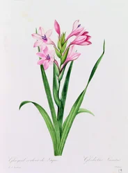 Glayeul Couleur de Laque