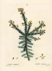 Gorse, furze or whin, Ulex europaeus
