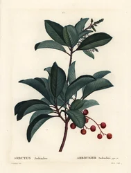 Greek strawberry tree, Arbutus andrachne. Handcoloured stipple engraving by Moret after an illustration by Pierre-Joseph Redoute from Henri Louis Duhamel du Monceau
