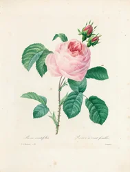 Hundred-Leaved Rose, engraved by Langlois, from 