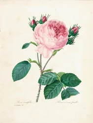 Hundred-Leaved Rose, from 