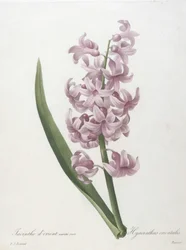 Jacinthe dorient, from Choix des Plus Belle Fleurs et des Plus Beaux Fruits, 1827