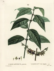 Japanese Allspice, Chimonanthus praecox