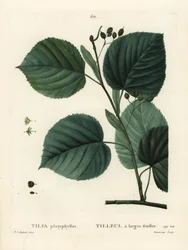 Largeleaf Linden Tree, Tilia platyphyllos