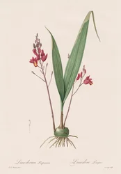 The Lilies: Limodorum purpureum