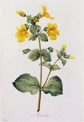 Mimulus