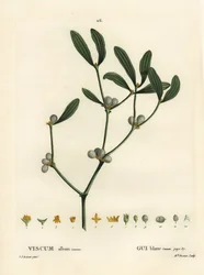 Mistletoe, Visum album