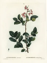Pieris mariana (Andromeda mariana, Andromede of Maryland). Handcoloured stipple engraving from Henri Louis Duhamel du Moncel