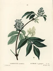 Red Elderberry or Red-Berried Elder, Sambucus Racemosa. Handcoloured Stipple Engraving by Miss Brenet after an Illustration by Pierre-Joseph Redoute from Henri Louis Duhamel du Moncel