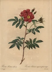 Red Rose, Rosa