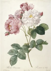 Rosa Damascena, from Les Roses, 1817-24