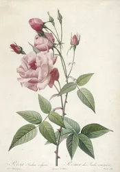 Rosa Indica vulgaris, from Les Roses, 1817-24