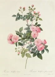 Rosa Multiflora Carnea