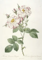 Rosa damascene variegata, from La Couronne des Roses, 1817-24