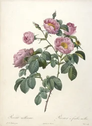 Rosa mollissima, from Les Roses, 1817-24