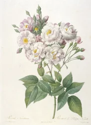 Rosa noisettiana, from La Couronne des Roses, 1817-24