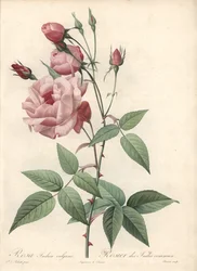Rose Bengal Rose - Engraving by Bessin, based on an illustration by Pierre Joseph Redoute, from 