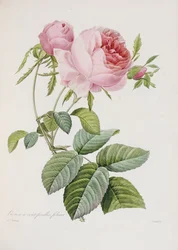 Rose, engraved by Eustache Hyacinthe Langlois