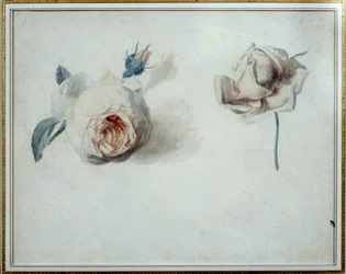 Rose Study by Pierre Joseph Redoute (1759-1840) 19th Century Malmaison, Chateau Museum