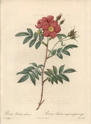 Rosier Brillant - Engraving by Bessin, Based on an Illustration by Pierre Joseph Redoute, from Les Roses