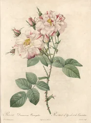 York and Lancaster Rose - Engraving by Bessin, from an Illustration by Pierre Joseph Redoute, from Les Roses