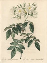 Musk Rose with Double Flowers - Illustration by Pierre Joseph Redoute, Extract from Les Roses