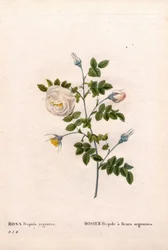 Silver-Flowered Rose