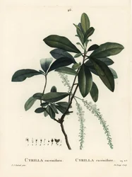 Swamp cyrilla, Cyrilla racemiflora. Handcoloured stipple engraving by De Gouy after an illustration by Pierre-Joseph Redoute from Henri Louis Duhamel du Monceau