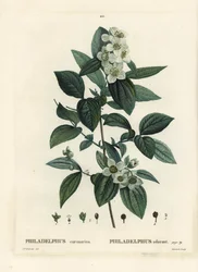 Sweet mock-orange, English dogwood, Philadelphus coronarius. Handcoloured stipple engraving by Tassaert after an illustration by Pierre-Joseph Redoute from Henri Louis Duhamel du Monceau