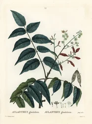 Tree of Heaven, Ailanthus altissima
