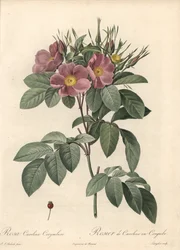 Virginia Rose, Dark Flowers - Illustration by Pierre Joseph Redoute, from Les Roses