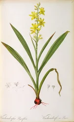 Wachendorfia Thyrsiflora, from 