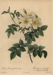 White Dog Rose