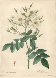 White Flowers Musque Rose