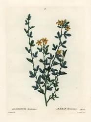 Wild or Yellow Jasmine, Jasminum fruticans