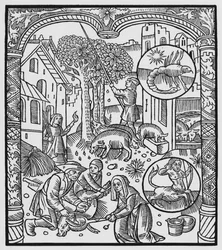November, Killing the Pig and Harvesting Acorns, Scorpio, Illustration from the 