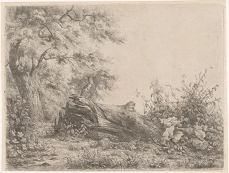 Fallen Tree at the Edge of the Forest